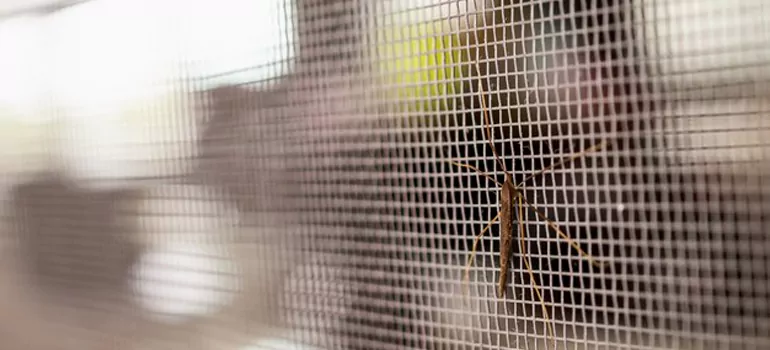 Repair Mosquito Mesh For Windows in Pitt Street, Ontario